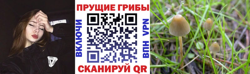 Галлюциногенные грибы MAGIC MUSHROOMS  Купить  Тавда 